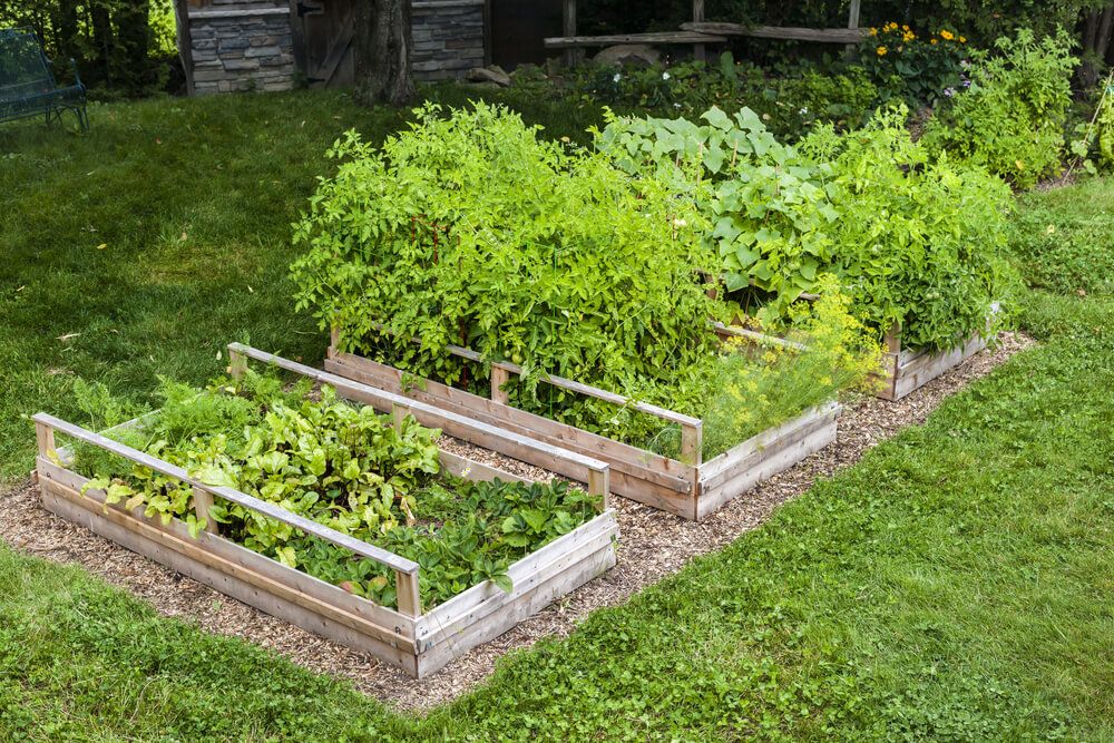raised garden beds growing fresh organic vegetables