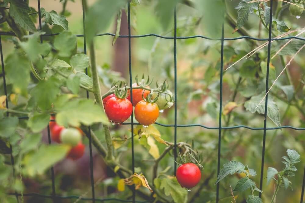 red cherry tomato vine growing along garden fence