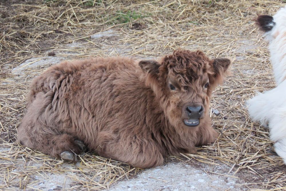 shaggy and cute miniature highland calves on straw