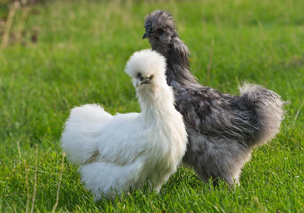 silkie chicken pair gray rooster and white hen