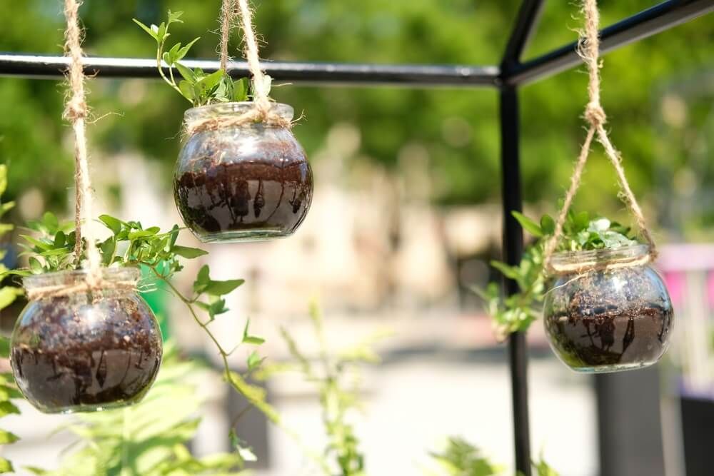 small hanging plants growing in glass pots
