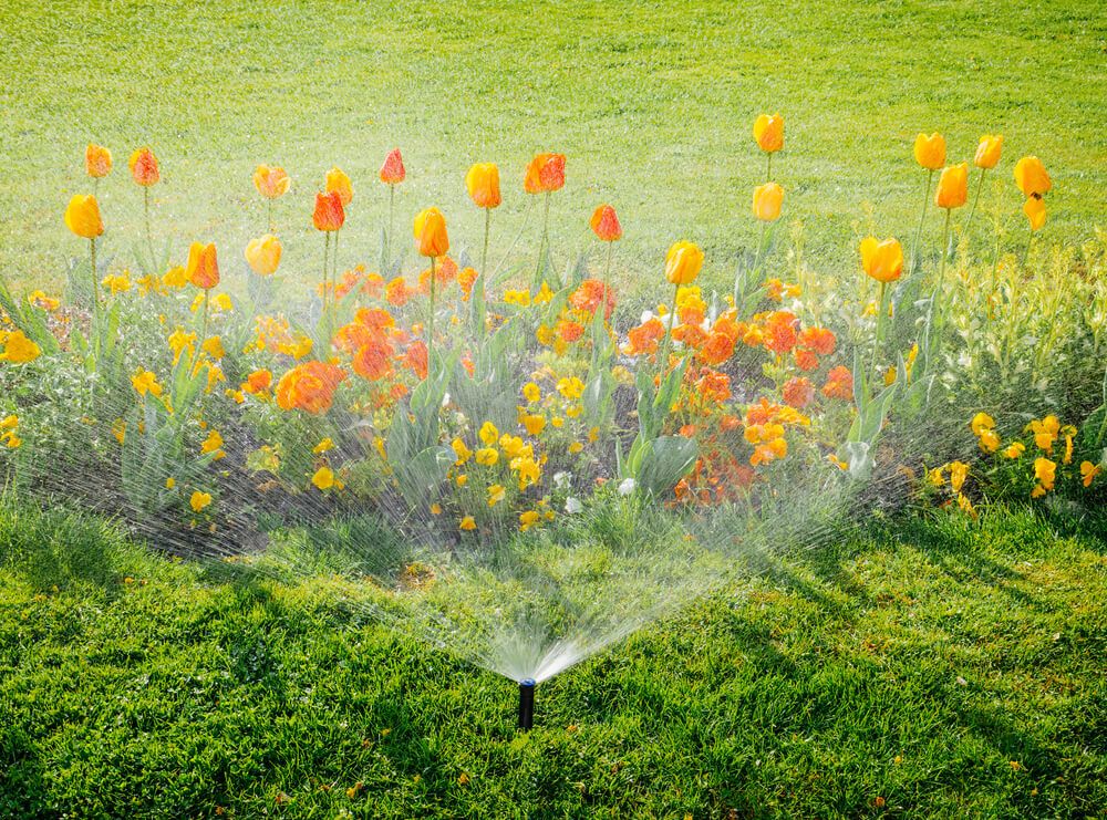 sprinkler system watering tulips and narcissus flowers