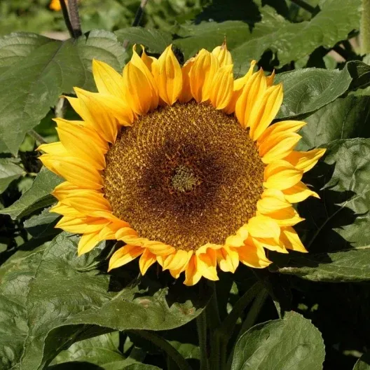 Sunflower Seeds - Sunspot | Flower Seeds in Packets & Bulk | Eden Brothers