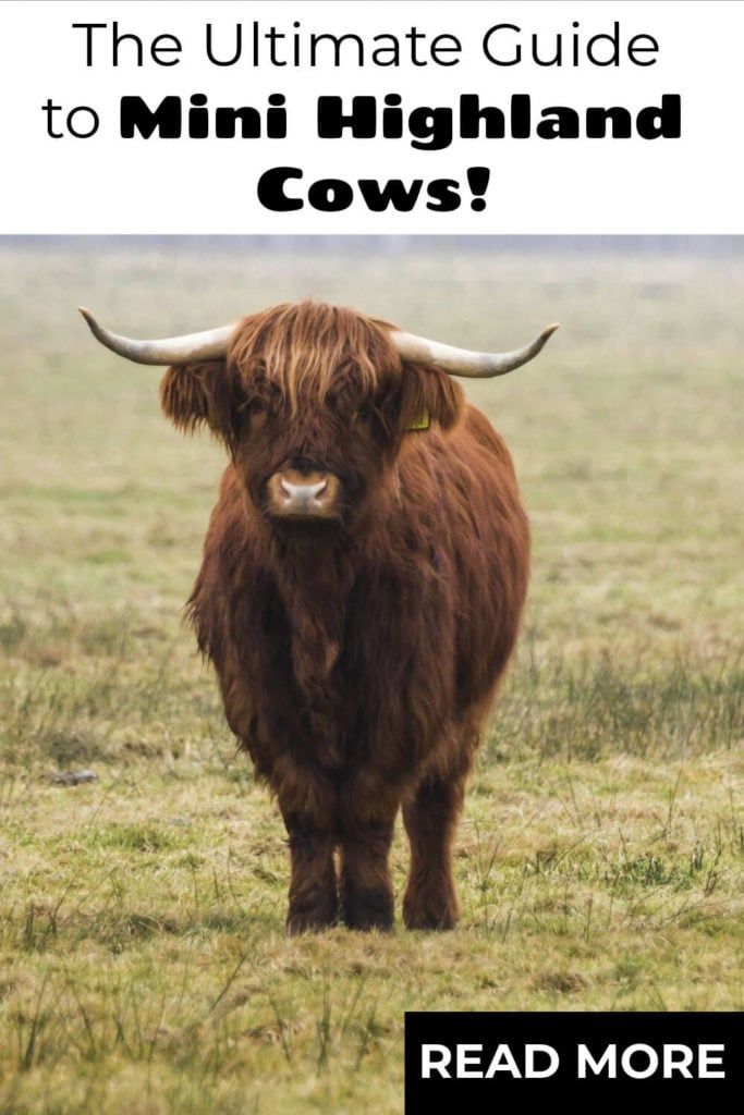 ultimate guide to mini highland cows