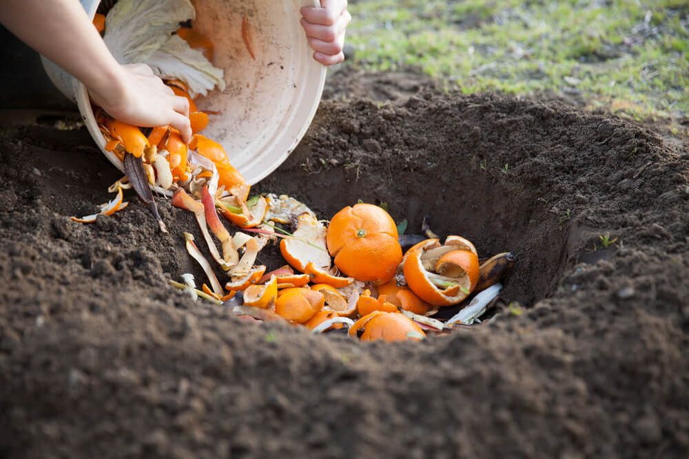 vegetables and orange peels organic compost