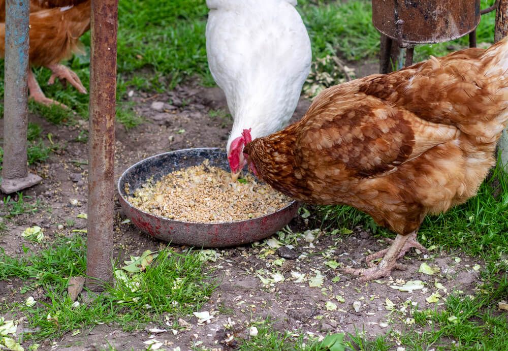 village chickens eating fermented oats in bowl