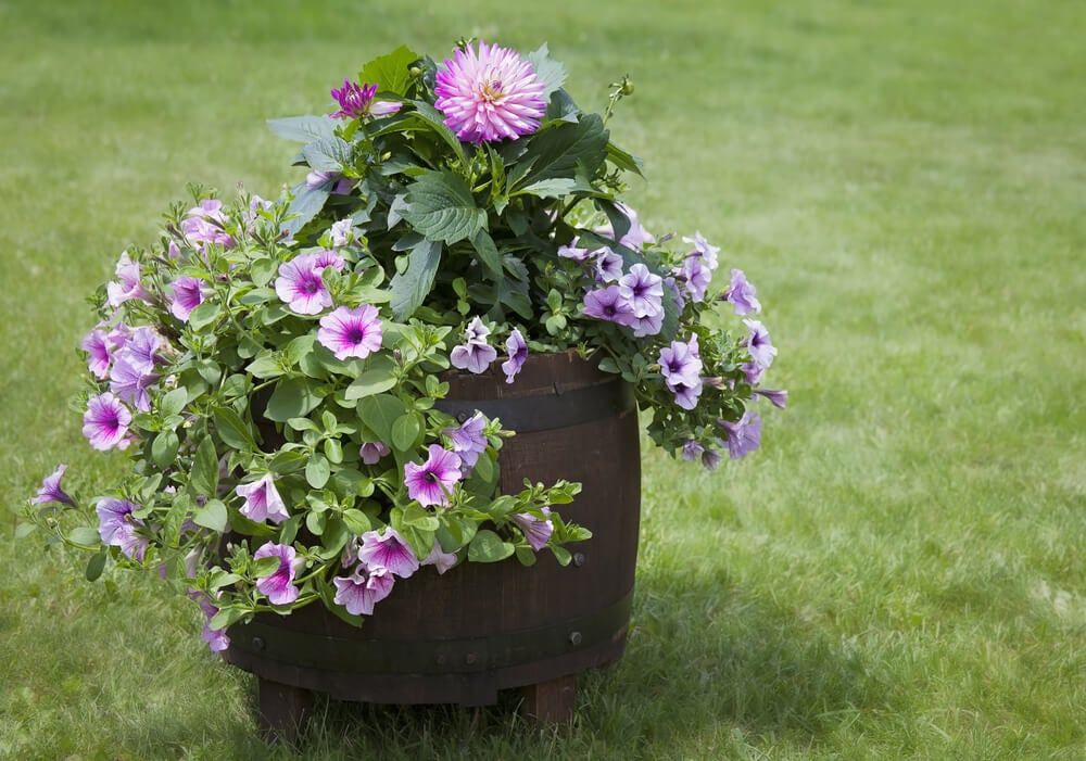 whiskey barrel planter with dahlia and petunia flowers