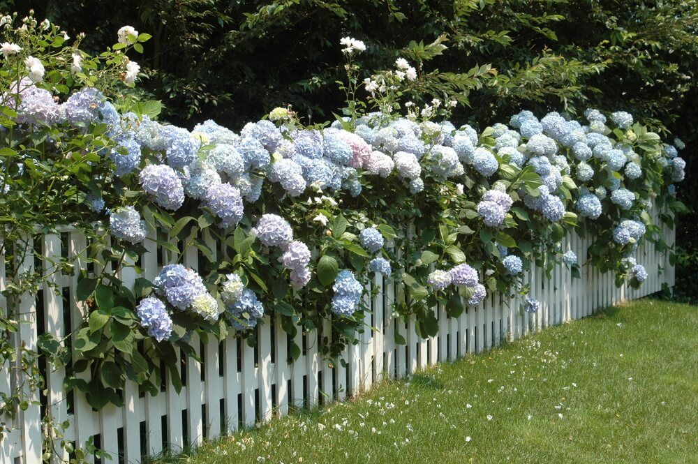 white picket fence with colorful hydrangeas