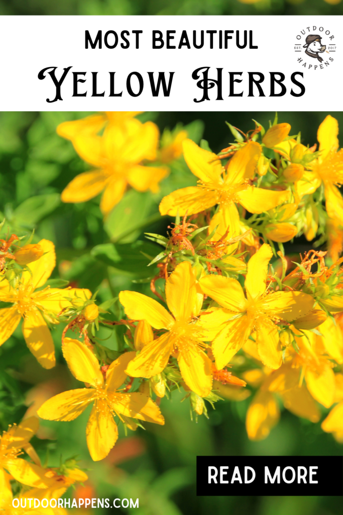Yellow flowering herbs pin