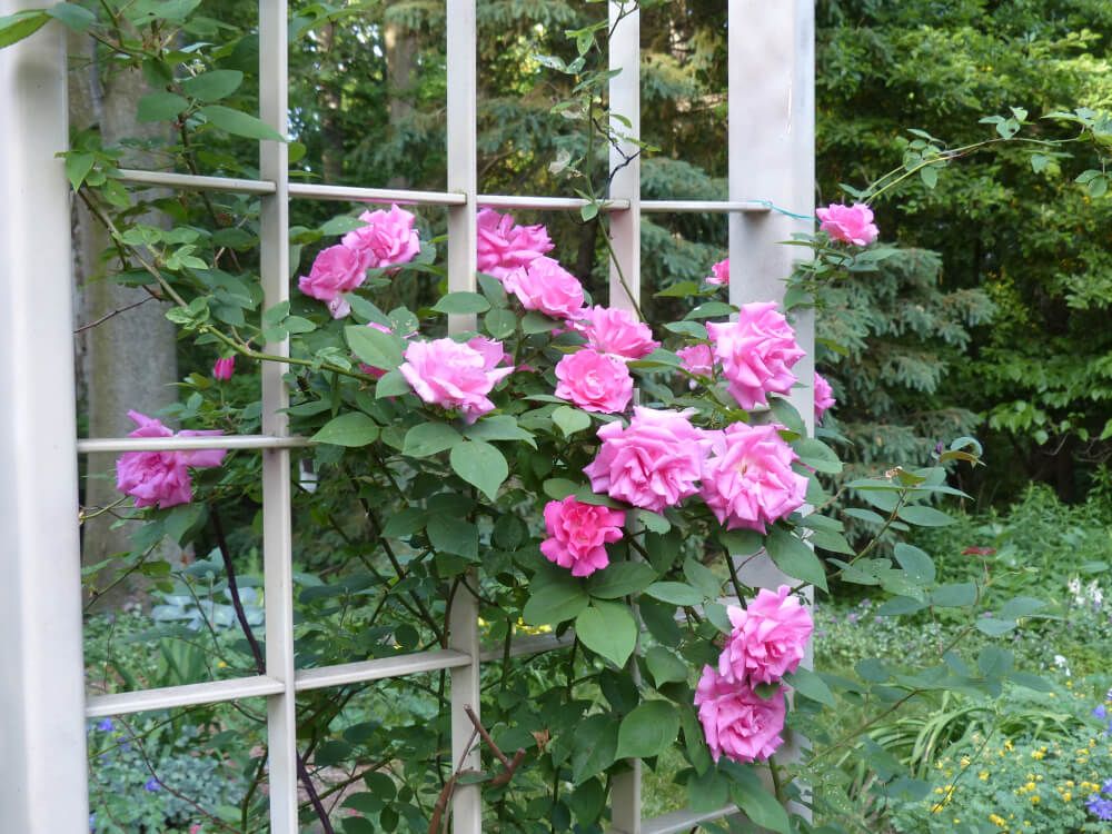 zephirine drouhin roses climbing on a garden trellis