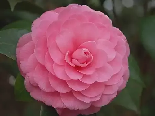 Pink Perfection Camellia Japonica - Live Plant - Quart Pot