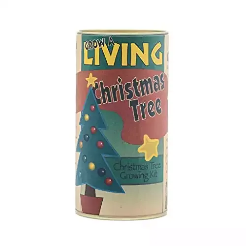 The Jonsteen Company Living Christmas Tree | Seed Grow Kit
