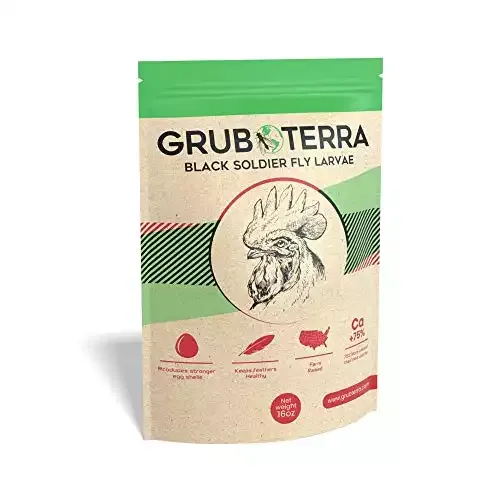 Black Soldier Fly Larvae, Healthy Chicken Treats | GrubTerra