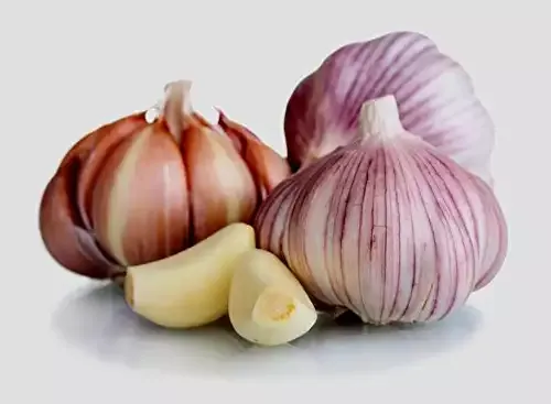 Fresh Siberian Hardneck Garlic Bulb (6 Pack), Grow Your Own Garlic