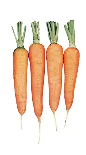 Touchon Carrot Seeds | Burpee