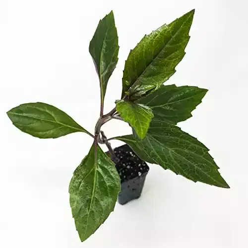 Live Okinawa Spinach Plant - Gynura Crepioides