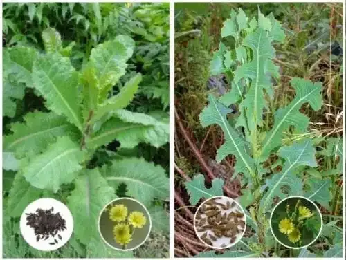 Opium Lettuce (Lactuca virosa) 25 Seed