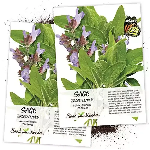 Broad Leaved Sage Herb Seeds | Seed Needs