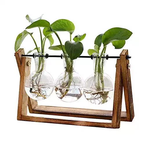 Plant Terrarium with Wooden Stand | XXXFlower