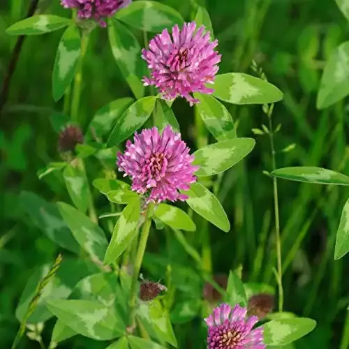 Red Clover Legume Seed for Pasture, Hay, & Soil Improvement | Outsidepride