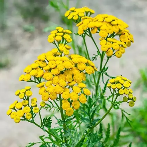 Outsidepride Tansy Herb – 5000 Seeds