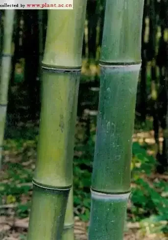 Phyllostachys Atrovaginata Incense Bamboo #1 | Maya Gardens, Inc.