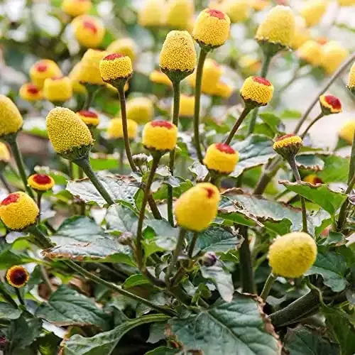 200+ Toothache Plant Seeds for Planting - Buzz Buttons Edible Flower Seeds - Electric Daisy Seeds - Acmella Oleracea Seeds - Non-GMO Annual Flowers Seeds to Grow Home Garden