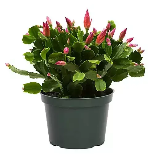 American Plant Exchange Christmas Cactus Live Plant, 6" Pot, Assorted Colors