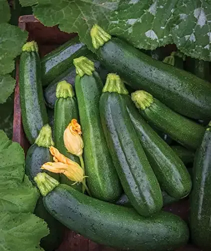 Best Zucchini Summer Squash Seeds | Burpee