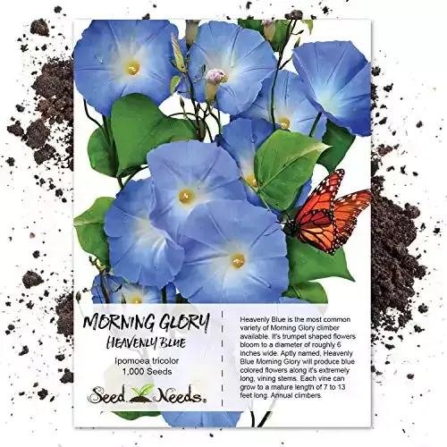 1,000+ Heavenly Blue Morning Glory Seeds | Seed Needs