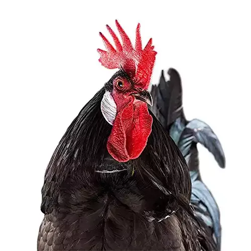 My Pet Chicken No-Crow Rooster Collar