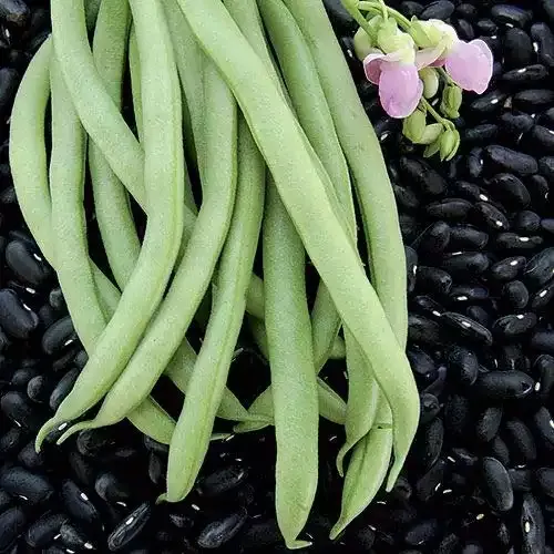 Black Valentine Bush Bean Seeds, 50+ Heirloom Seeds Per Pack