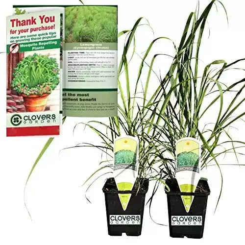 Clovers Garden 2 Large Lemongrass Plants Live - 4”– 7” Tall in 3.5” Pots - Edible Medicinal Herb, Mosquito Garden Plant, Cymbopogon Citratus