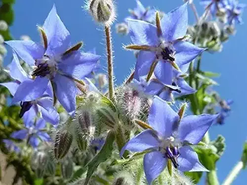 Borage Herb Seeds - 200 Count Seed Pack - Non-GMO - an Open-pollinated herb Variety That Produces Cucumber-Flavored Leaves. - Country Creek LLC
