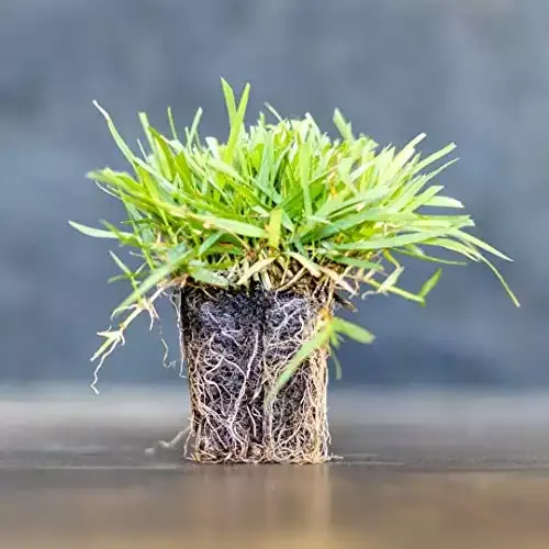 Zoysia Plugs - 50 Full & Lush Grass Plugs | Mature Roots | Individually Grown