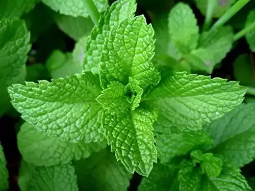 Peppermint Great Garden Herb 1,000 Seeds by Seed Kingdom