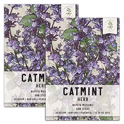 Catmint Herb Seeds (Nepeta Mussinii) | Seed Needs