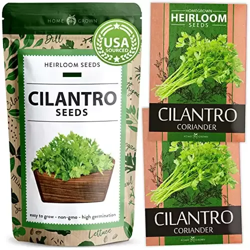500 Cilantro Seeds for Planting Indoors or Outdoors | Home Grown