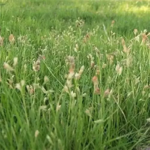 Shortgrass Native Grass - Pollinator Mix or Covercrop (1/4 LB)