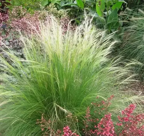 Mexican Feather Grass (Nassella tenuissima) 6" Pot