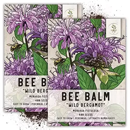 Wild Bee Balm Seeds for Planting | Twin Pack of 400 Seeds Each | Seeds Needs