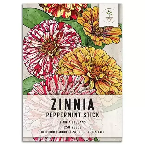 Peppermint Stick Zinnia Seeds (Zinnia Elegans) | Seed Needs