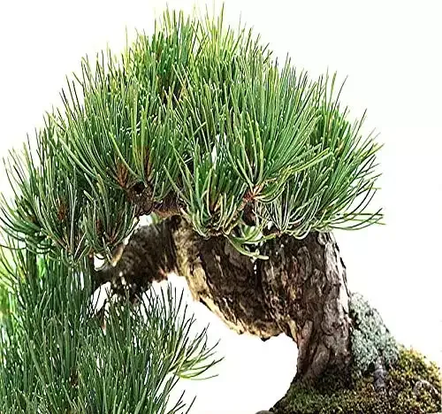 Big Pack Bonsai Tree Seeds - Rocky Mountain Bristlecone Pine Tree (120 Seeds) - Pinus aristata Pine Tree Seeds - Non-GMO Seeds by MySeeds.Co (Big Pack - Bristlecone Pine)