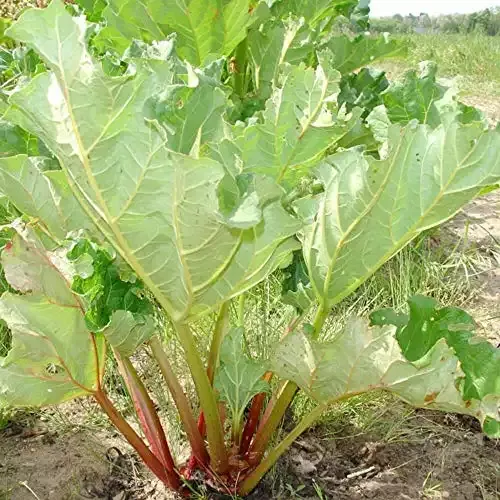 Outsidepride Glaskins Perpetual Rhubarb Plant Seed - 500 Seeds