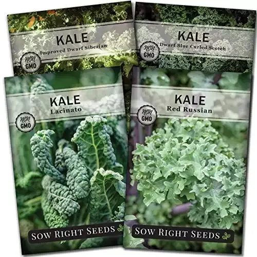 Kale Seed Collection for Planting | Sow Right Seeds