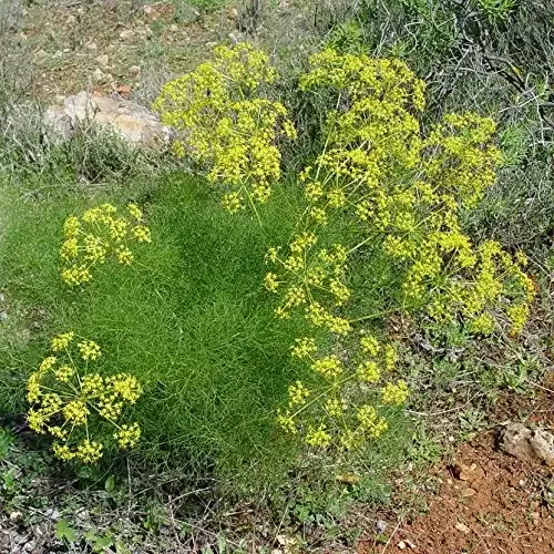 Common Fennel Seeds (Foeniculum vulgare) 100+ Culinary Medicinal Herb Seeds in FROZEN SEED CAPSULES for The Gardener & Rare Seeds Collector - Plant Seeds Now or Save Seeds for Years