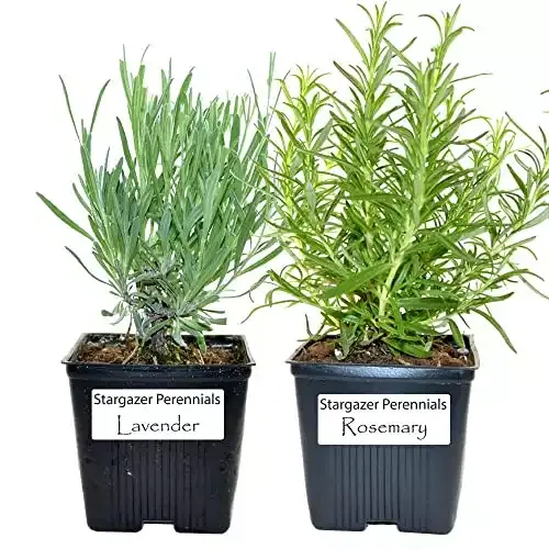 Live Rosemary and Lavender Plant - Set of 2 Hardy Herb Plants Grown Organic Non-GMO USA Great Container Herbs Shipped Potted Stargazer Perennials