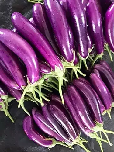 Amazon.com : eggplant seeds
