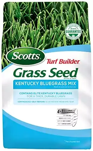 Amazon.com : Kentucky bluegrass seed