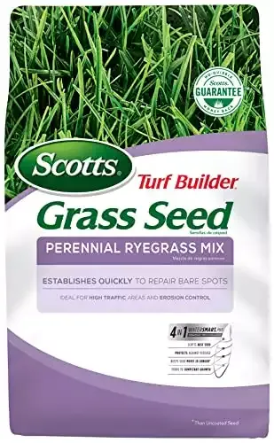 Amazon.com : perennial rye grass seed